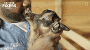 National Geographic Love GIF by Nat Geo Wild