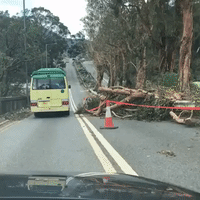 Fallen Trees Lie Strewn About Sai Kung in Typhoon Aftermath