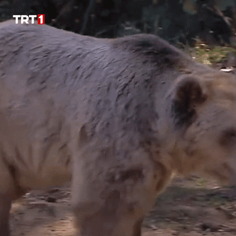 Where Are You Omg GIF by TRT