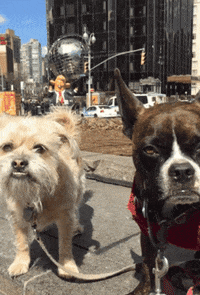 gottalotta dog trump new york city sisters GIF
