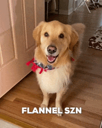 Golden Retriever Smile GIF