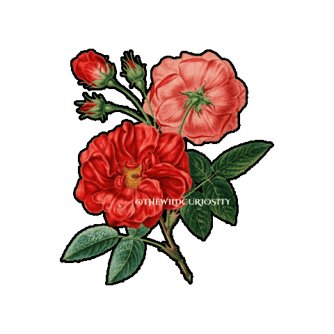 Red Rose Flower Sticker by The Wild Curiosity