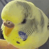 Bird GIF