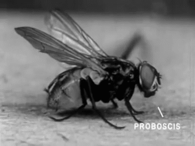 1958 GIF