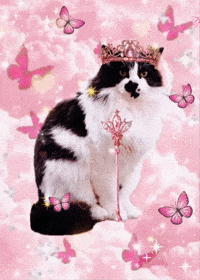 Cat Pink GIF