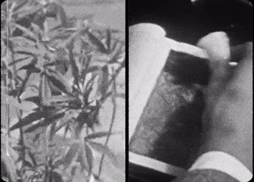 Prince George Pg GIF by IDK