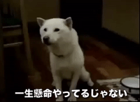 japan dogs GIF