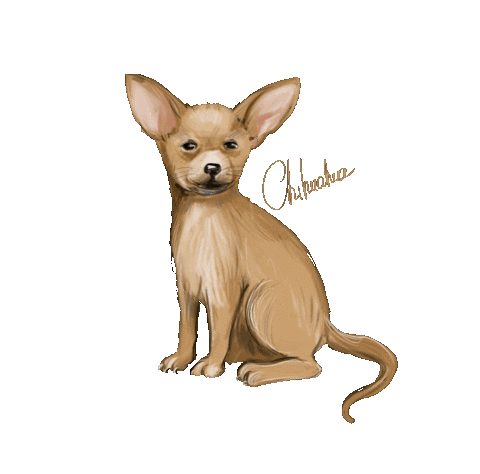 olgakaminskaya dog animal pet chihuahua Sticker