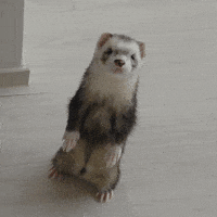Ferret GIF