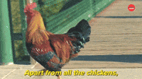 So Many Chickens