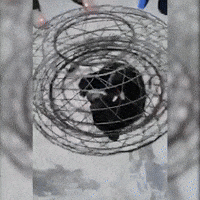 Bear Cub Wildlife Trafficking GIF by Animals Asia