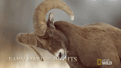 yellowstone GIF by Nat Geo Wild 
