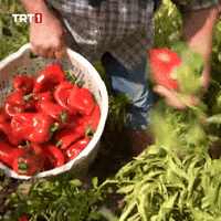 Farmer Collect GIF by TRT