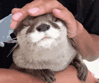 Pat Pat Pet GIF