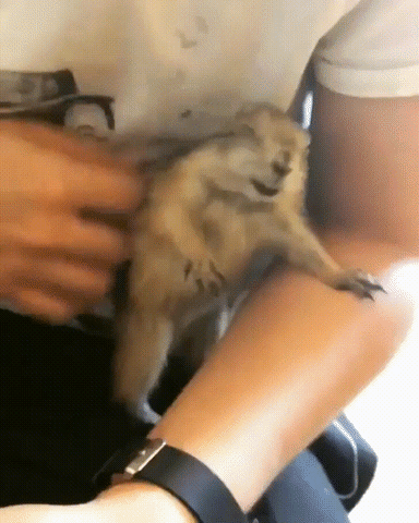 Video gif. Person gives their pet prairie dog scratches on the back, neck, and stomach, the prairie dog closing its eyes in bliss and kicking its leg like a dog.