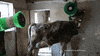 scratch GIF