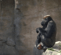 get out lol GIF by San Diego Zoo