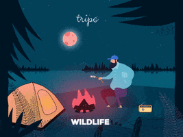 Travel Camping GIF by tripo