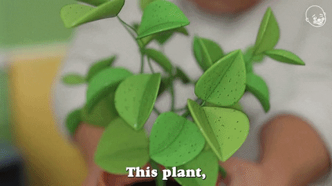 Family Guy Plant GIF by Eternal Family