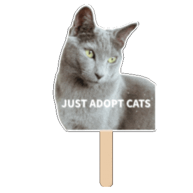 Cat Kitten Sticker