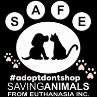 Animal Rescue Cat GIF by SAFE Inc
