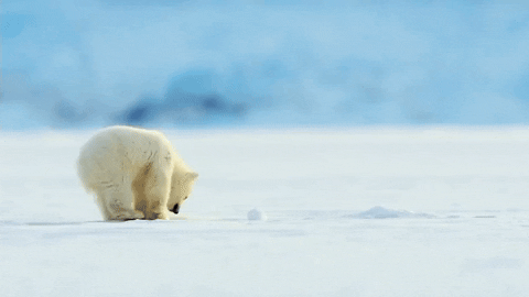 cuteanimalland giphyupload GIF