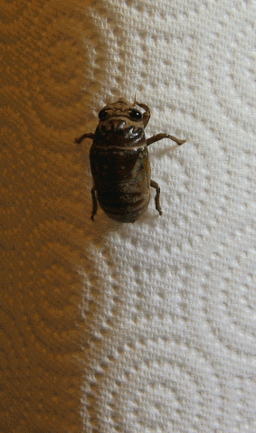 metamorphosis cicada GIF