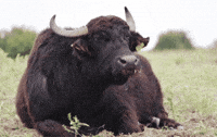 Cow Buffalo GIF