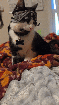 Cat Bandana GIF