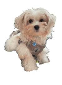 Dogs Love Sticker by Moy Agüero