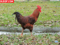 gallo GIF