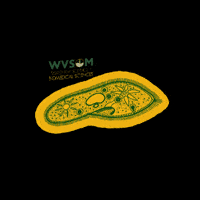 Wvsom GIF by West Virginia School of Osteopathic Medicine