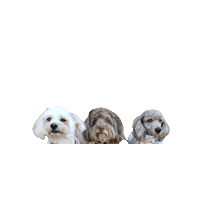 Hudson Sticker by Geekster Pets