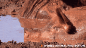 Pig Dreaming GIF by World Animal Protection