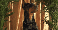 Me Gusta GIF by Shakira