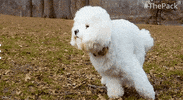 GIF by Amazon Prime Video