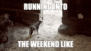 Run Weekend GIF by Conner Prairie