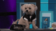 Lilly Singh Lol GIF by A Little Late With Lilly Singh