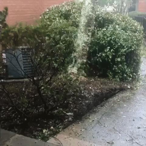 Tree Roots Lifted as Hurricane Ida Leaves Hundreds of Thousands Without Power in Louisiana