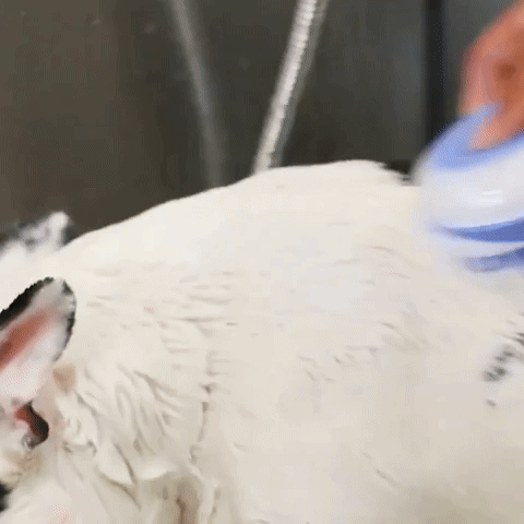 Brosse de bain BrossyDog en action