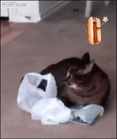 jonnys_world magic hot dog cat GIF