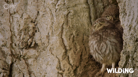 Baby Wilding GIF by PBS