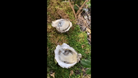 Oyster on the Grass