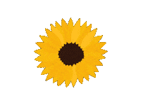 kansas state sun Sticker by Senator Pat Roberts