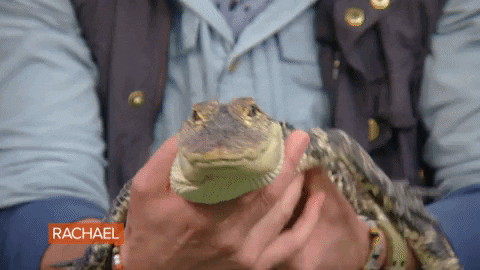 Food Rachel GIF by Rachael Ray Show