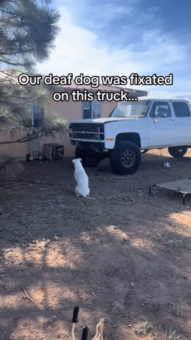 cuteanimalland giphyupload GIF