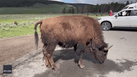 'Why Are You Next to Me?': Bison Licks Car in Yellowstone National Park
