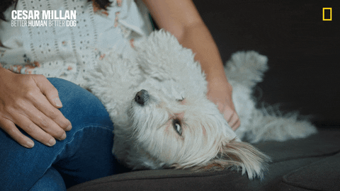 Nat Geo Dog GIF by National Geographic Channel