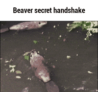 beaver GIF