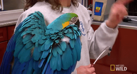 nat geo wild pets GIF by Dr. K's Exotic Animal ER